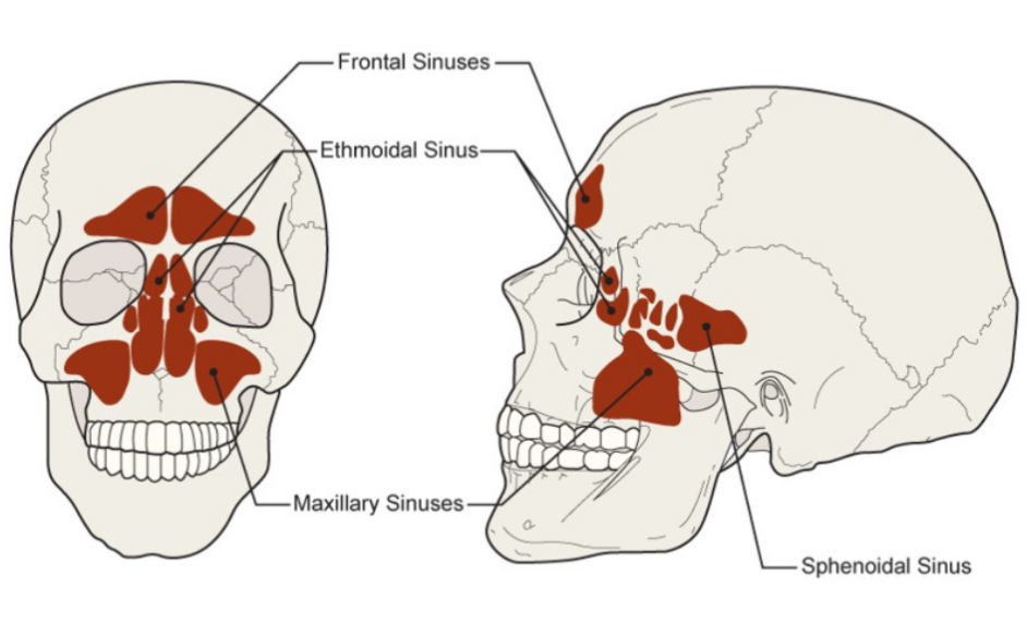 barotrauma in scuba diving, diving sinus issues